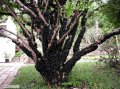Jaboticaba - Raisin du Brésil